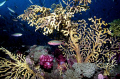   reef colors OLY 50 Light Motion housing sea strobe  